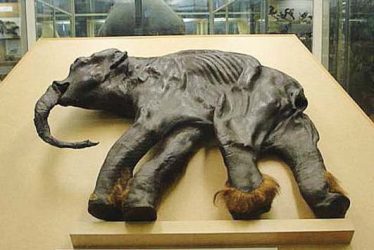Zoologické múzeum Petrohrad - mláďa mamuta z Magadanu Zoologické múzeum Petrohrad - mláďa mamuta z Magadanu