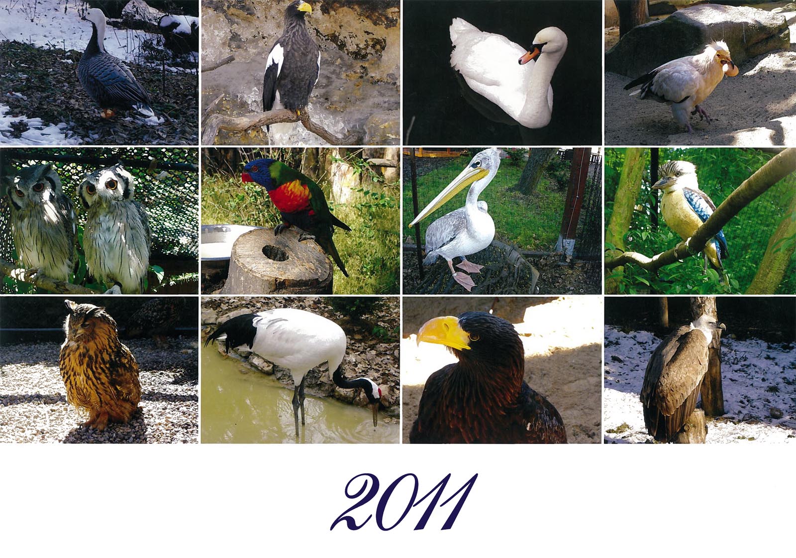 Vtáky 2011