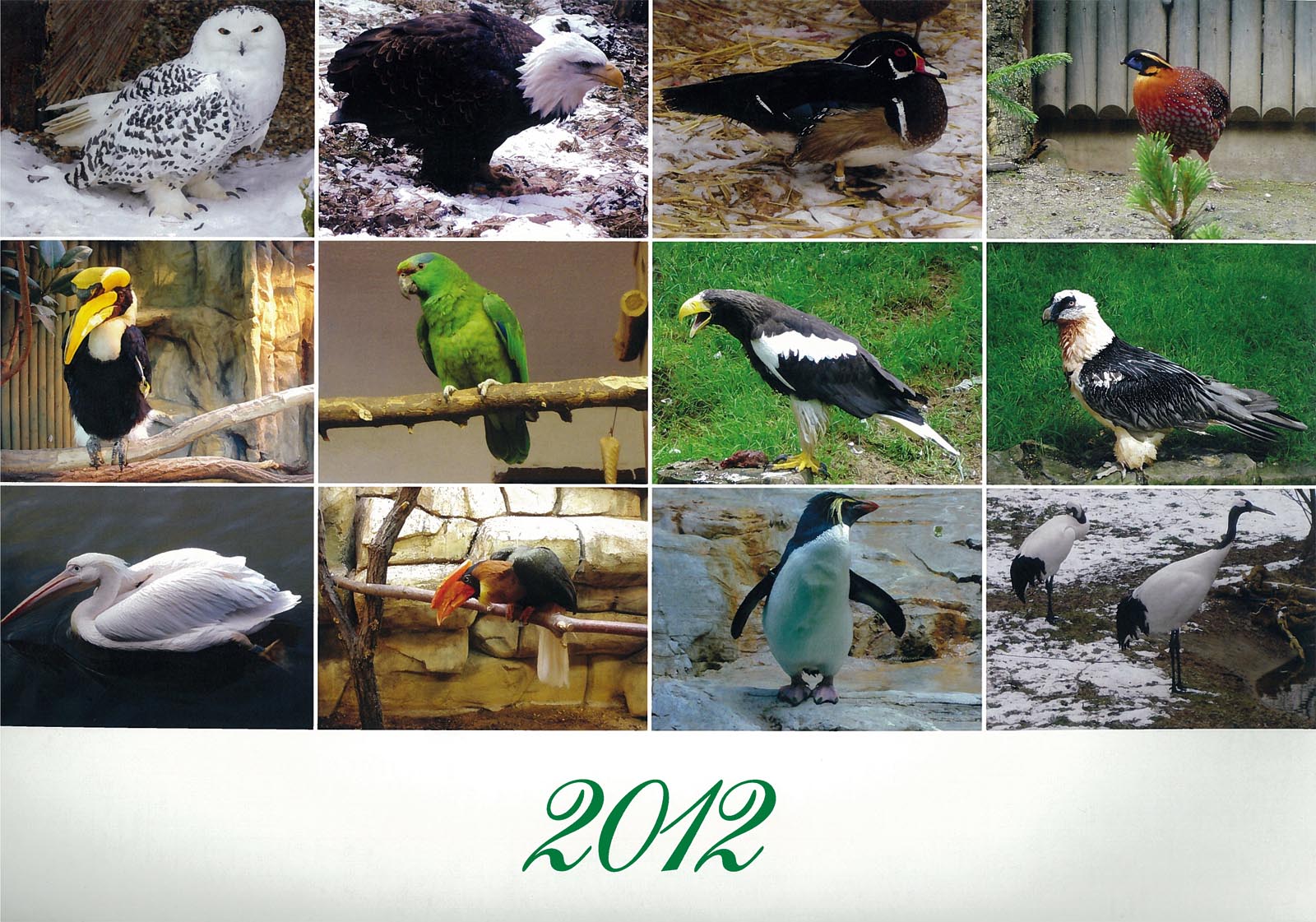 Vtáky 2012