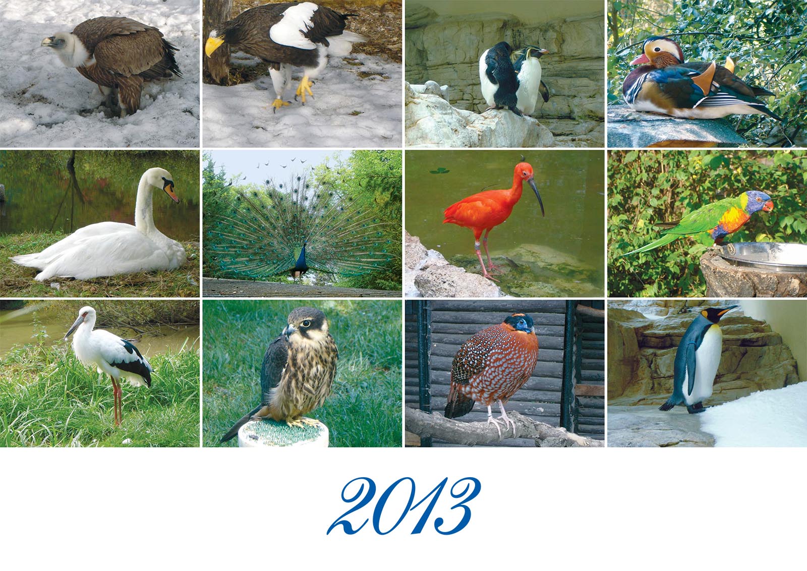 Vtáky 2013