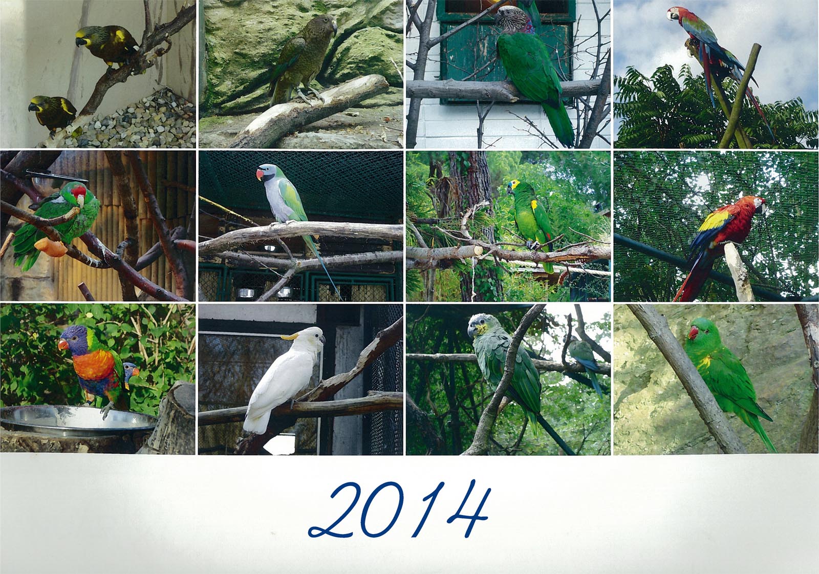 Vtáky 2014