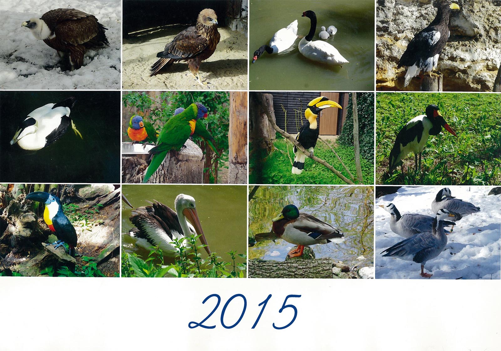 Vtáky 2015