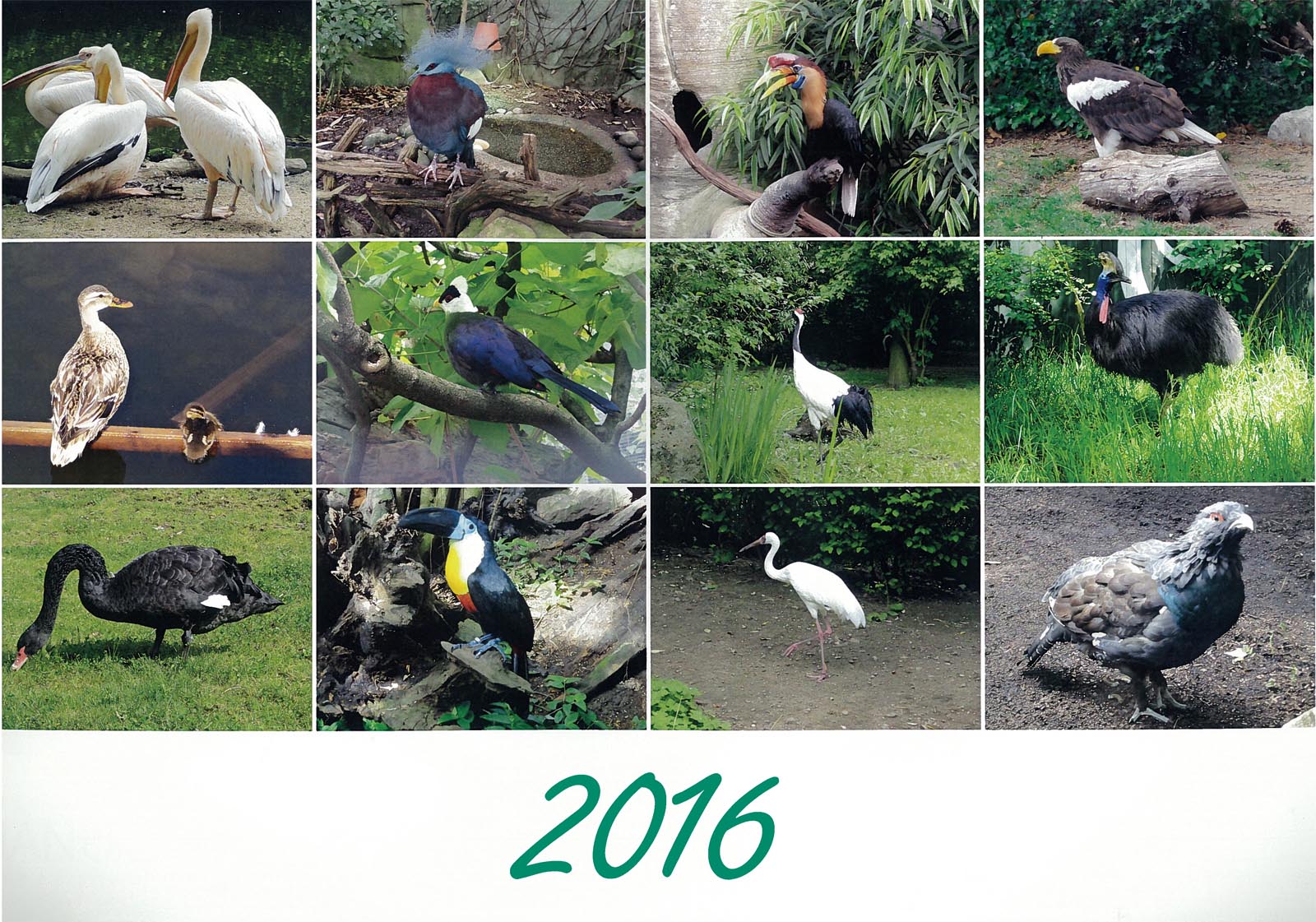 Vtáky 2016