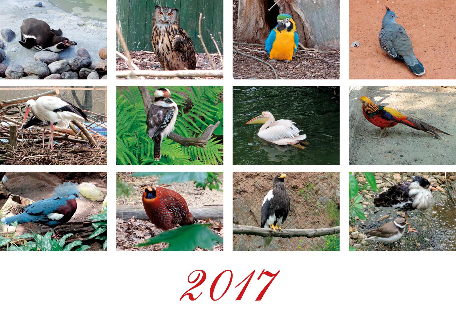 Vtáky 2017