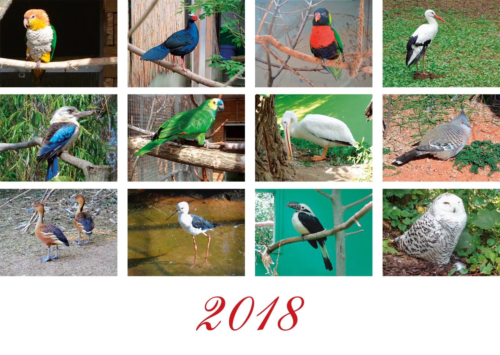 Vtáky 2018