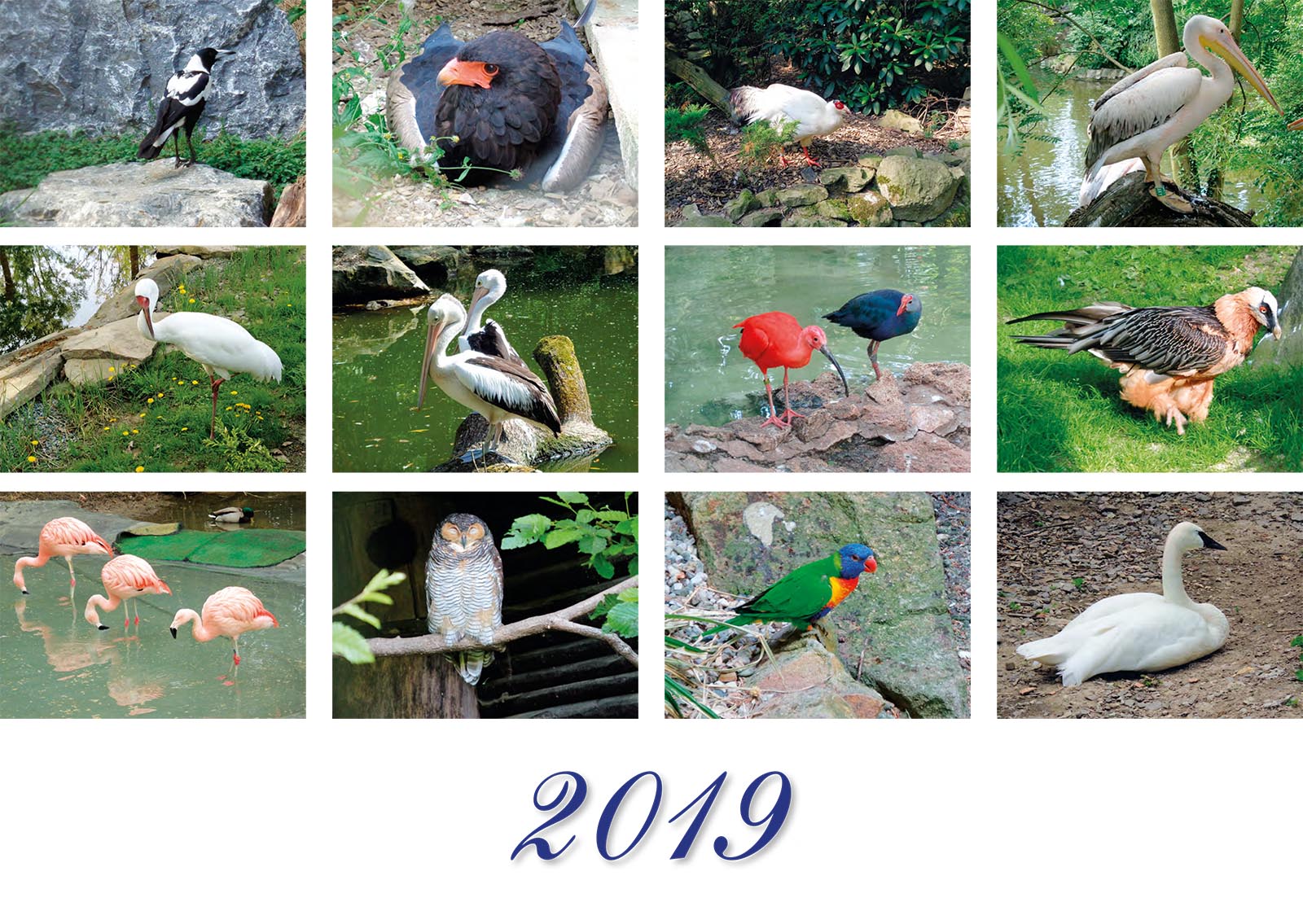 Vtáky 2019