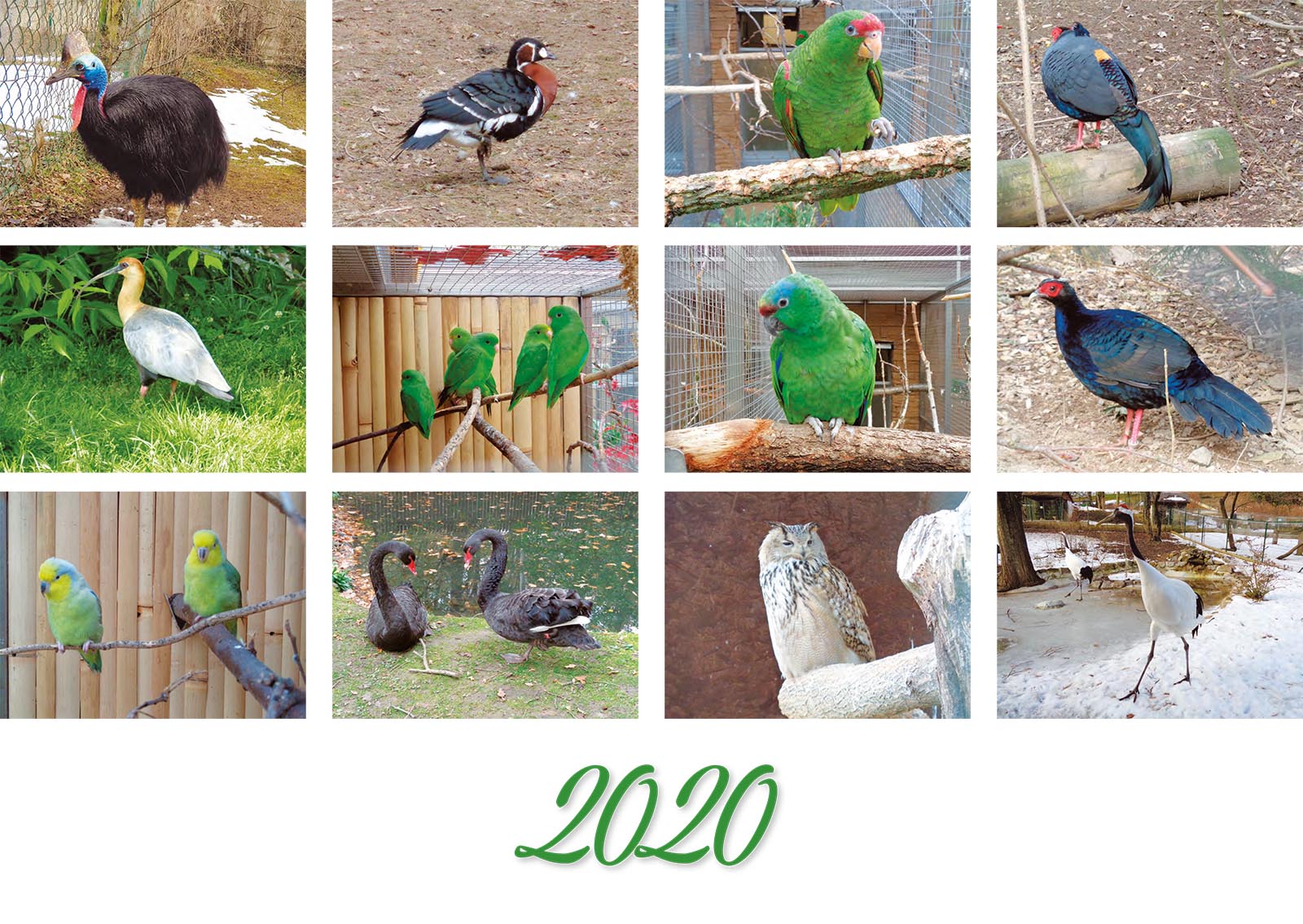 Vtáky 2020