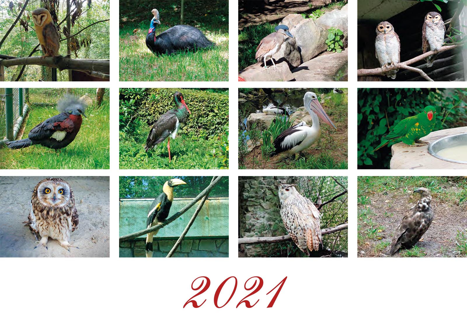 Vtáky 2021