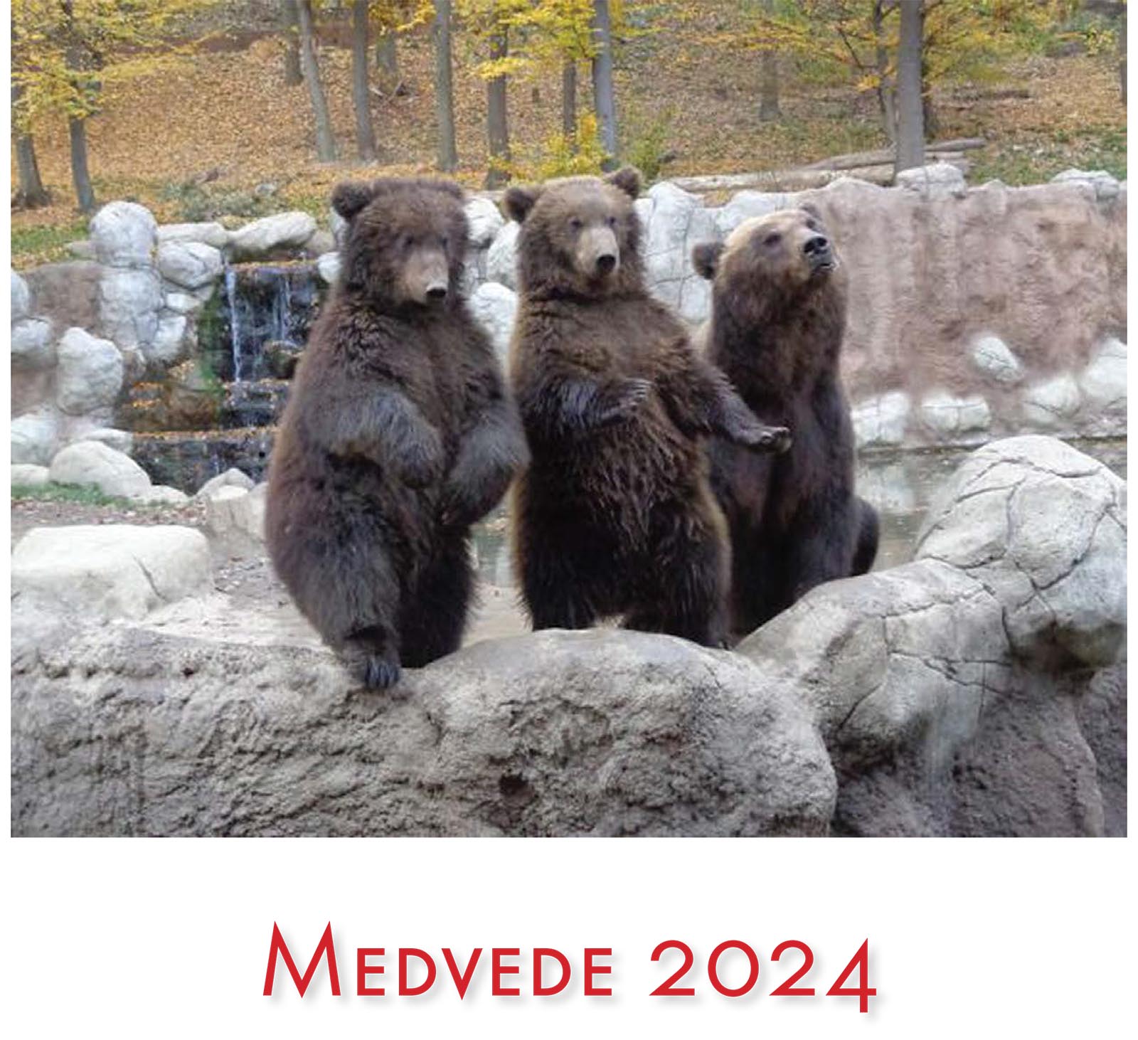 Medvede 2024
