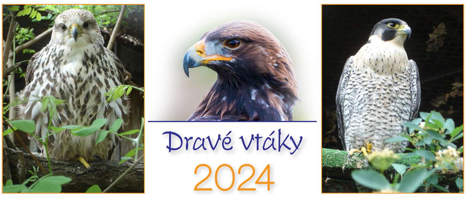Dravé vtáky 2024